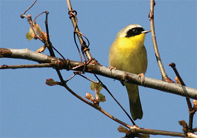 Common yellowthroat.