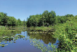 Lowville Fen