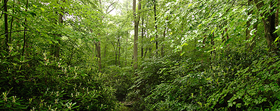 Bear Run
