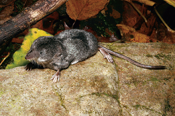 The Conservancy is assessing the quality of critical habitats for a variety of species,
including the northern water shrew.