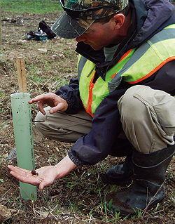 Michael French, a forester with The American 
Chestnut Foundation, shows how tall the chestnut seedlings will grow within two months – about two feet. 