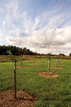 This riparian zone in French Creek is an example
of the work WPC’s Watershed Conservation
Program is doing, with financial support from
the Richard King Mellon Foundation.