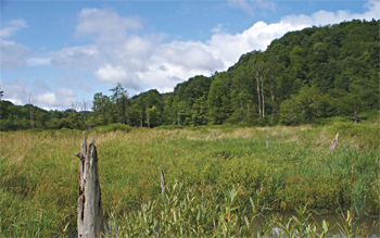 Bennett Branch