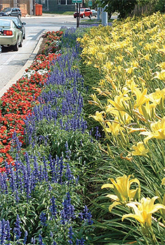 Daylilies and blue salvias bloom in
the Erie garden.