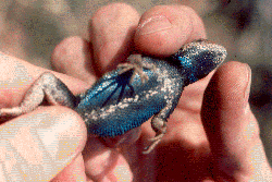 fence lizard