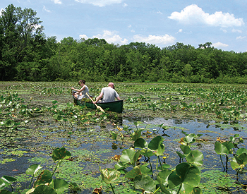 Thick mats of invasive water chestnut choke
Lake Towhee in Haycock Township,
Photo courtesy of Bucks County Conservation District