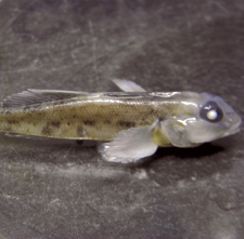 Round Goby
